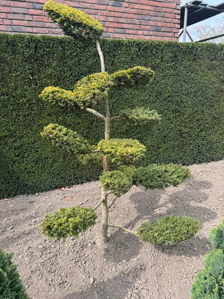 Te koop mooi bonsai taxus baccata summergold, Ophalen, Bloeit niet, Halfschaduw, Overige soorten