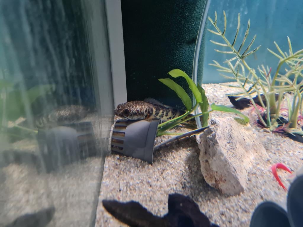 Channa Aurantimaculata, Slangenkopvis