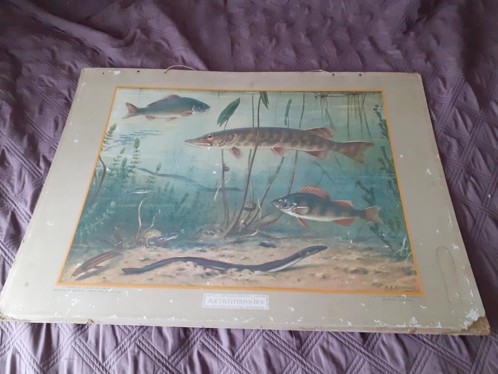 Schoolplaat zoetwatervisschen zoetwatervissen Wolters, Antiek en Kunst, Antiek | Schoolplaten, Ophalen, Natuur en Biologie
