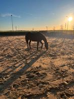 Lieve, betrouwbare ruin, Dieren en Toebehoren, Paarden, Gechipt, Ruin, 160 tot 165 cm, 11 jaar of ouder