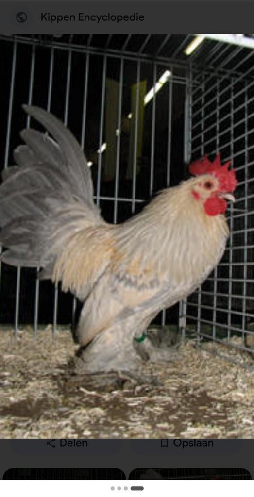 Gezocht: sabelpoot kriel haantje ., Dieren en Toebehoren, Mannelijk, Kip