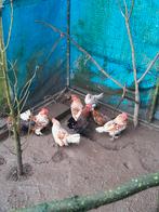 Te koop sabelpoot krielen, Meerdere dieren