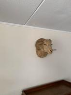 Opgezette Schapenkop, Ophalen of Verzenden, Vogel, Opgezet dier