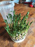 erwtenluis 0,5l. LAAGSTE PRIJS VAN NL., Dieren en Toebehoren, Ophalen of Verzenden, Nieuw, Overige typen