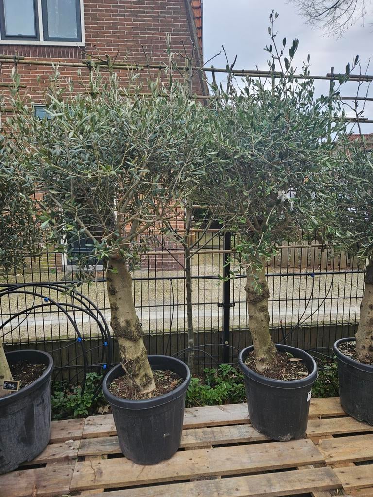 Olijfbomen 170/180 hoog dikke stam 125-139 euro, Volle zon, Ophalen of Verzenden, 100 tot 250 cm, Olijfboom