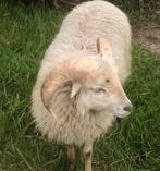 Mooie witte  Ouessant Quessant rammen, Mannelijk, Schaap