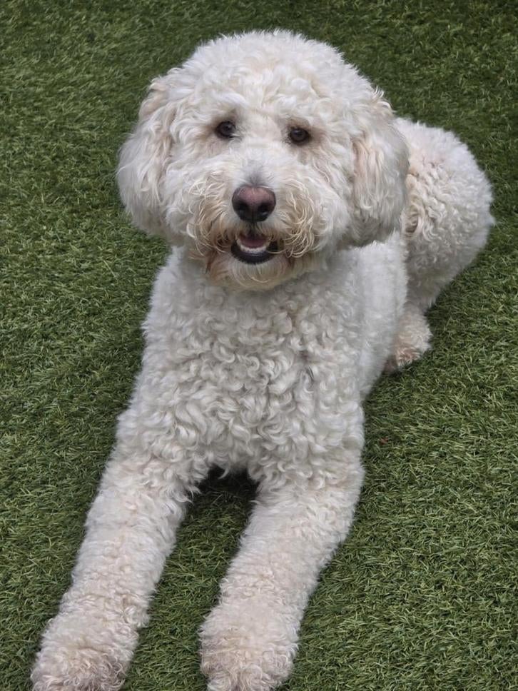 ½Australian Labradoodle nest aankondiging, Dieren en Toebehoren, Parvo, 8 tot 15 weken, Meerdere, Meerdere dieren