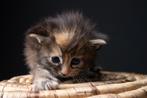 Maine Coon kittens, Meerdere dieren, Gechipt, 0 tot 2 jaar