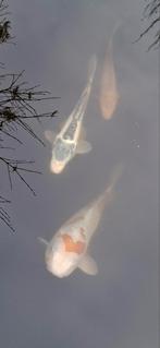 Koi karpers 3 stuks, Karper of Koi