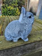 Kleurdwerg chinchilla, Dieren en Toebehoren, Konijnen, Mannelijk, Dwerg