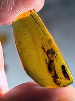 Birmees Amber (Y) met insluiting van uitgestorven Elcanidae, Verzenden, Fossiel