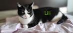 Lili is een prachtige poes van 5 jaar, Dieren en Toebehoren, Katten en Kittens | Overige Katten, Poes, Kortharig, 3 tot 5 jaar
