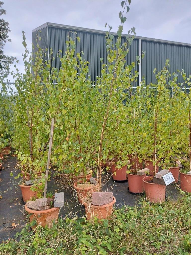 Mooie witte berken grove den palmen Rostrata Agave etc, Overige soorten, 100 tot 250 cm, Ophalen, Volle zon