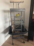 Kakariki met kooi, Mannelijk, Parkiet