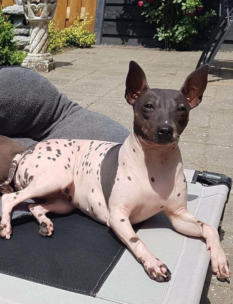 Gezocht: Een rustige haven voor onze trouwe Clara (AHT), Dieren en Toebehoren, Honden | Jack Russells en Terriërs, 6 jaar of ouder