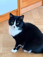 “VERMIST – ZWART-WITTE KAT MET BLIND OOG – DIYA”, Dieren en Toebehoren, Kat