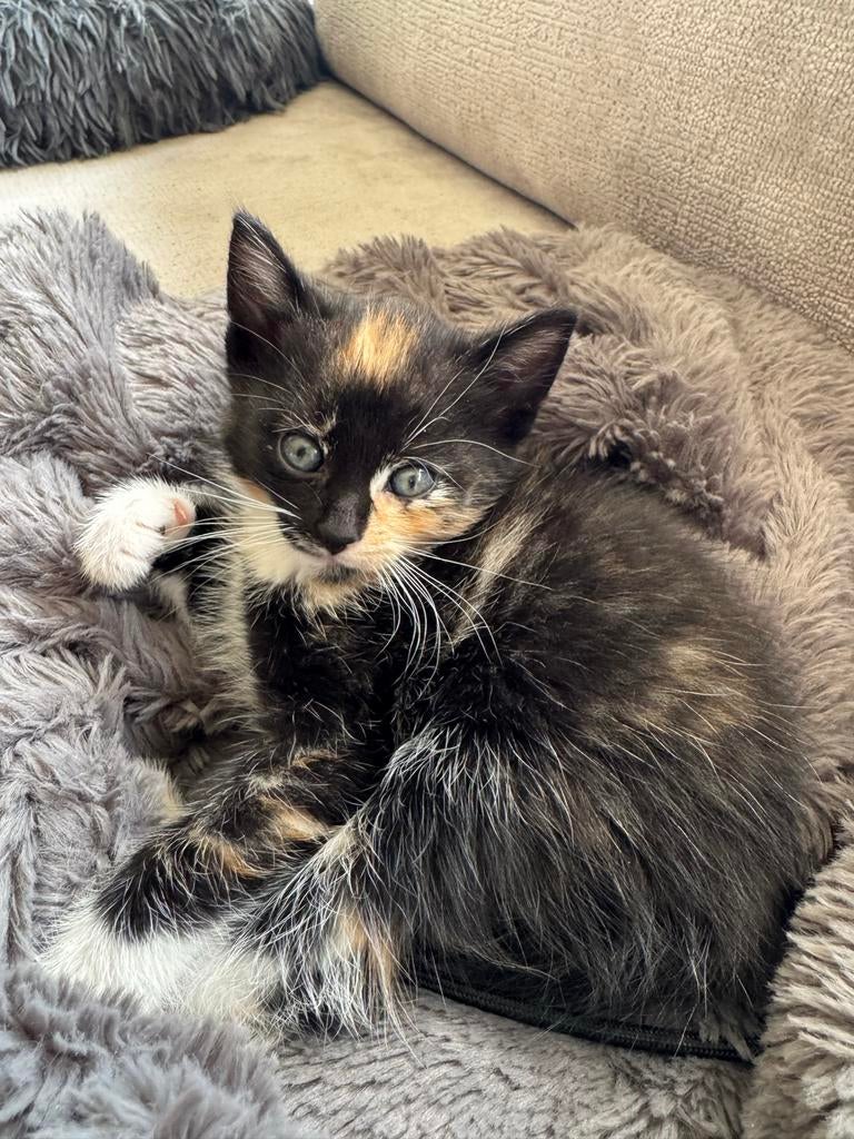 Kittens, Dieren en Toebehoren, Meerdere dieren