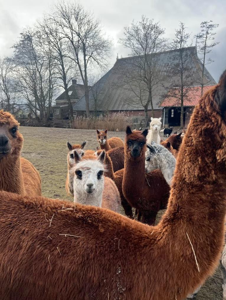 Kudde van 12 alpacas, Augustus, Meerdere dieren