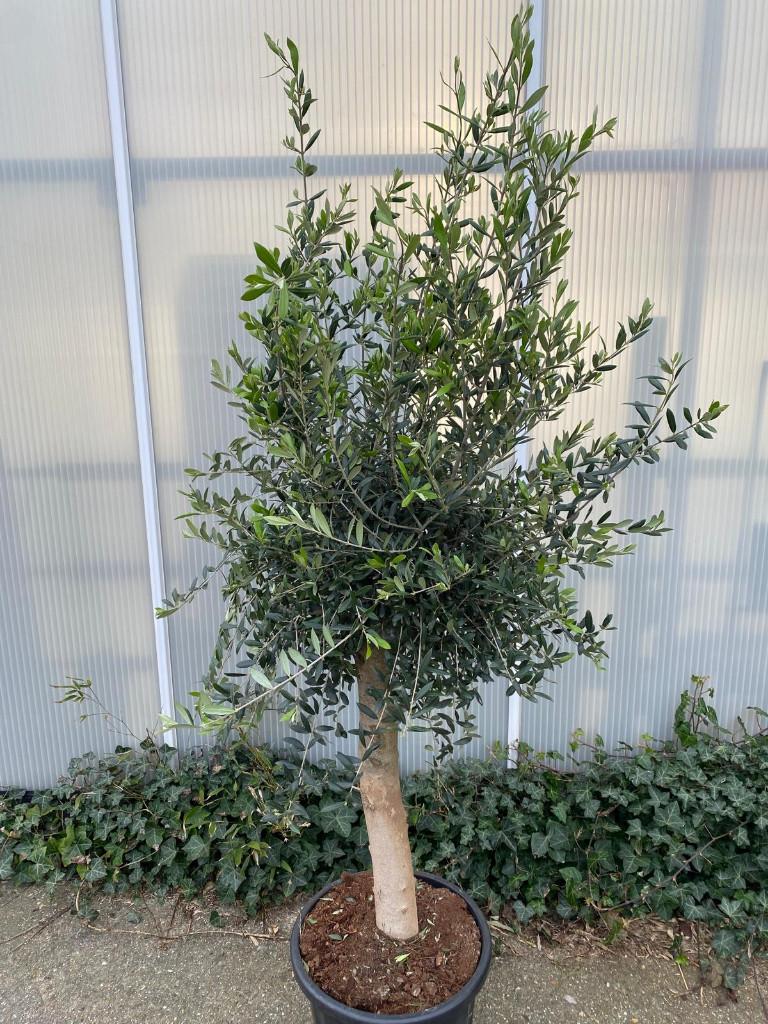 Olijfboom Olijfbomen met mooie stam,Direct uit voorraad, 100 tot 250 cm, Olijfboom, Zomer, Ophalen