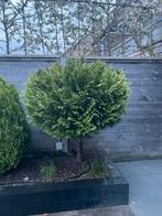 Gratis twee bol coniferen op stam 1.50-1.70, Tuin en Terras, Ophalen, Bloeit niet, Halfschaduw, Overige soorten