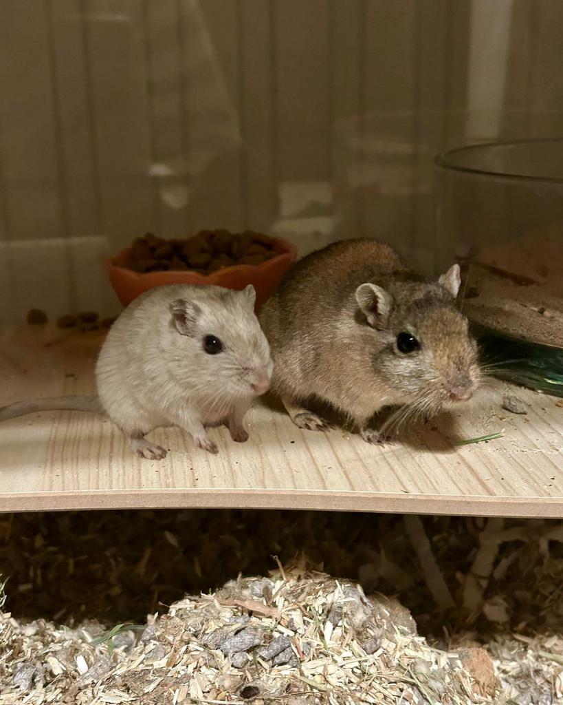Duo vrouwelijke mongoolse gerbils ter adoptie -Rodent Rescue, Dieren en Toebehoren, Knaagdieren, Februari, Vrouwelijk, Overige typen