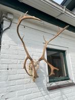 Schedel rendier, Ophalen, Gebruikt, Hert, Schedel