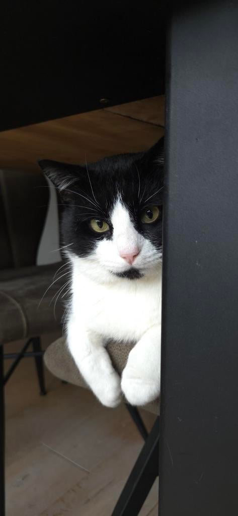 Hele lieve kat voor kinderen, Dieren en Toebehoren, Katten en Kittens | Overige Katten, Kater, Kortharig, 0 tot 2 jaar