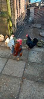 Serama kwartet, Dieren en Toebehoren, Pluimvee, Meerdere dieren, Kip