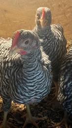 Amrock kriel, Meerdere dieren, Kip