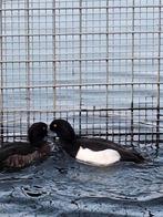 Eu. Kuifeend, Meerdere dieren, Gans of Zwaan