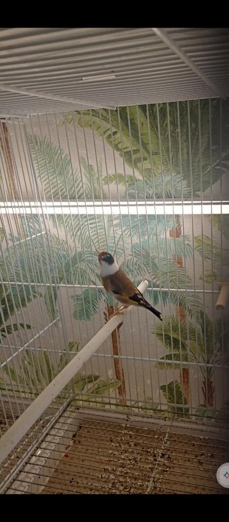 te koop parva putter pop van 2025, Dieren en Toebehoren, Vogels | Overige Vogels, Vrouwelijk, Wildzangvogel