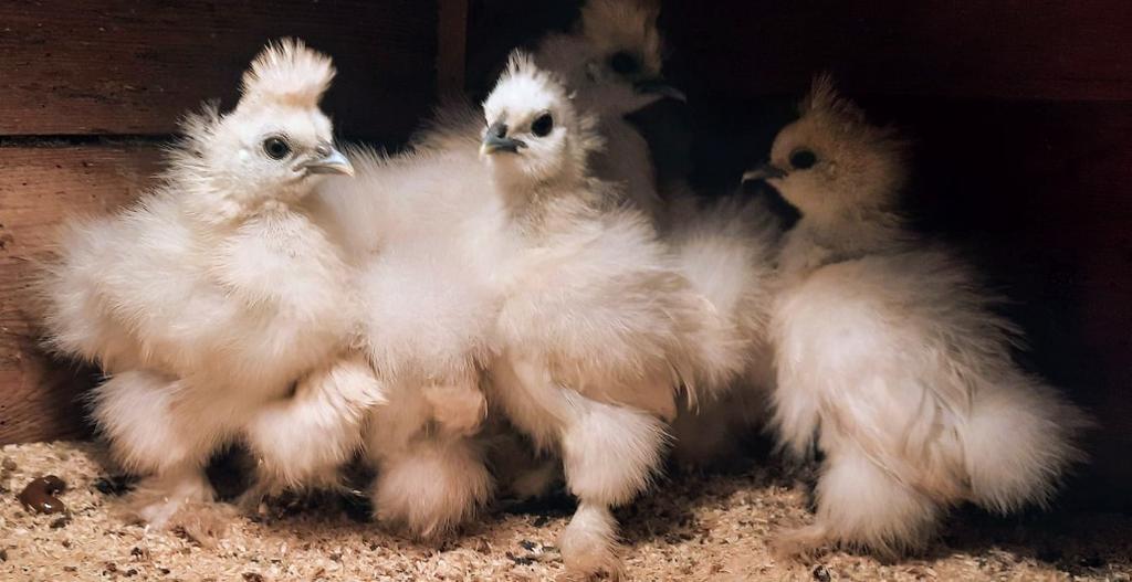 Te koop zijdehoenders, Geslacht onbekend, Kip