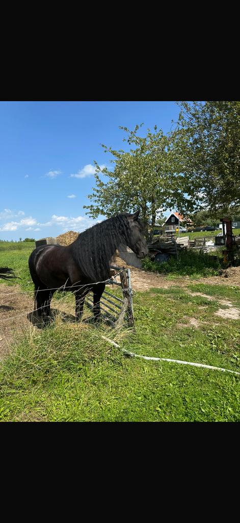 Te koop fries paard, Dieren en Toebehoren, Paarden, Merrie, Recreatiepaard