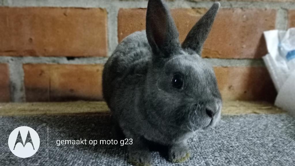 Rex dwerg rammetje in blauw, Dieren en Toebehoren, Konijnen, Mannelijk, Dwerg, 0 tot 2 jaar
