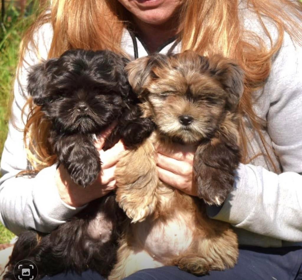 2 prachtige shihtzuxBoomer pups 1 reu (zwart) en een Meisje, Dieren en Toebehoren, Parvo, Nederland, Overige rassen, 8 tot 15 weken