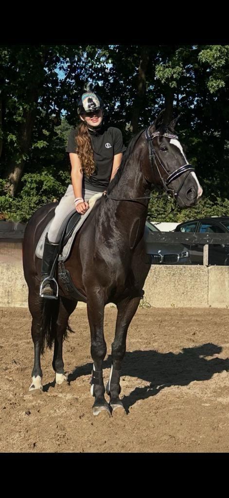 Mooi zwart paard KWPN Voice de Niro D-Day 16 jaar, Ruin, Recreatiepaard