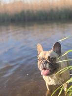 Lieve Franse bull herplaatser., Parvo, Reu, Bulldog, Eén hond