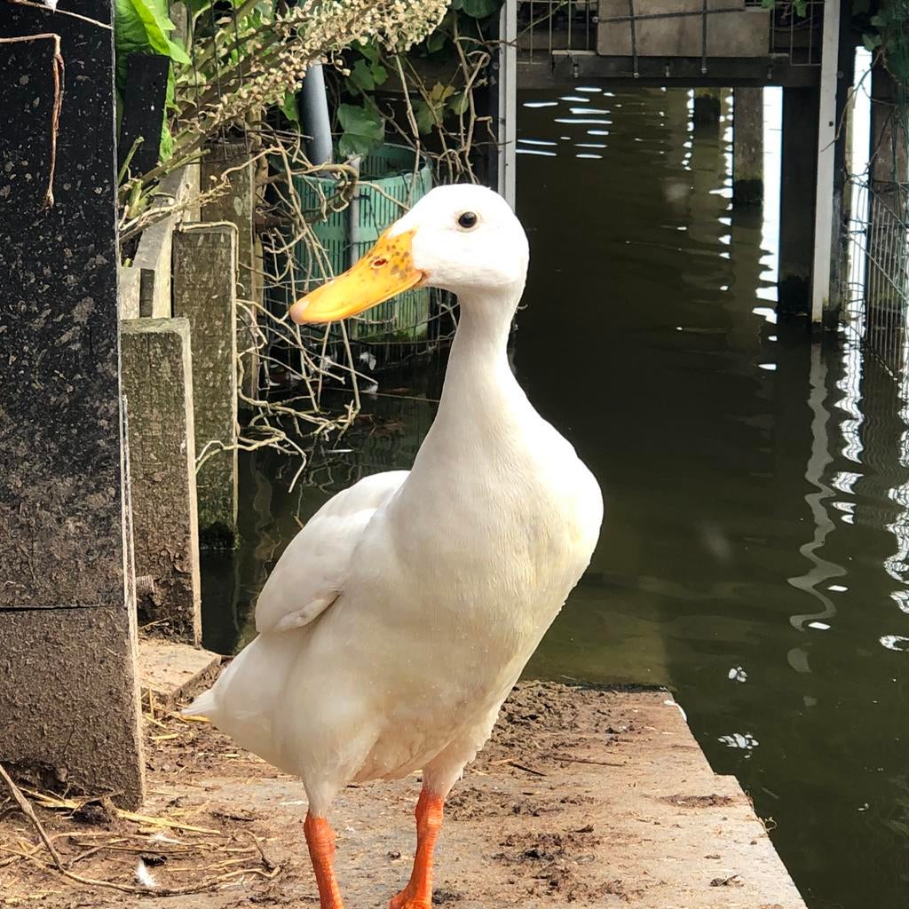 5 Eierleggende Indische loopeend vrouwtjes - Raszuiver - Wit, Dieren en Toebehoren, Pluimvee, Vrouwelijk, Eend