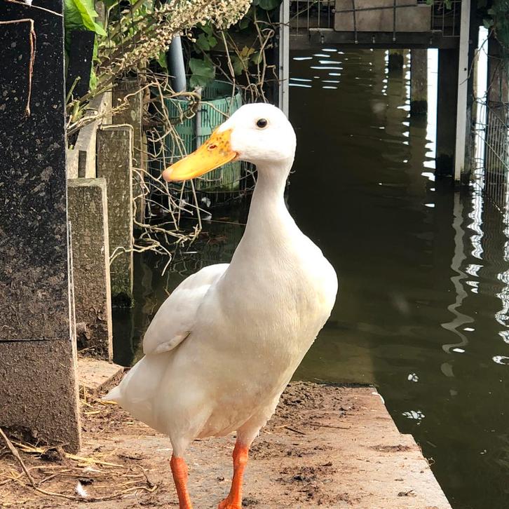 5 Eierleggende Indische loopeend vrouwtjes - Raszuiver - Wit, Dieren en Toebehoren, Pluimvee, Eend, Vrouwelijk