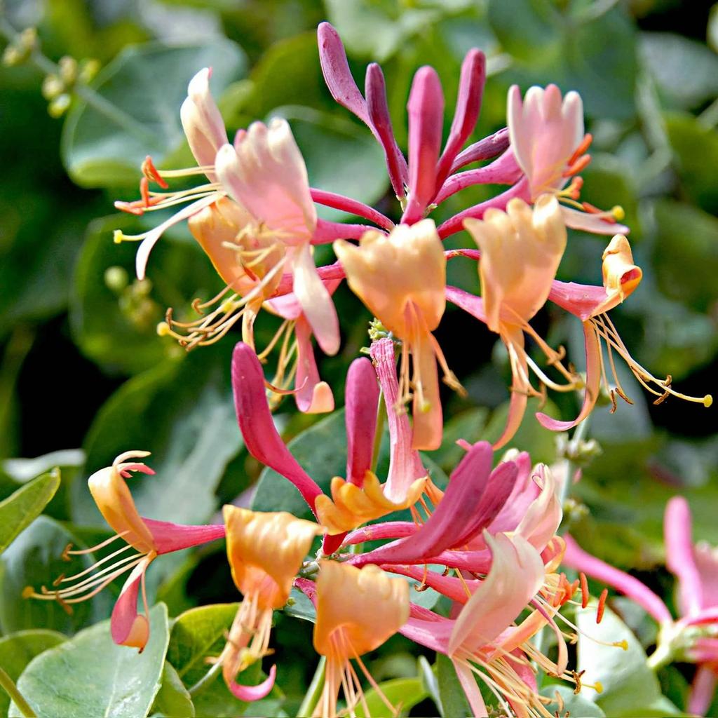 Lonicera henryi - Kamperfoelie 125 cm, Tuin en Terras, Planten | Tuinplanten, Ophalen of Verzenden, Vaste plant, Klimplanten, Halfschaduw