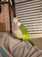 Super tamme Muisparkiet, Dieren en Toebehoren, Vogels | Parkieten en Papegaaien, Mannelijk, Papegaai, Tam