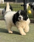 Newfoundlander pups nog 2 reutjes beschikbaar, Dieren en Toebehoren, Parvo, 8 tot 15 weken, Meerdere, Nederland