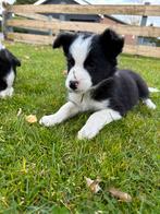 Border collie pups, 8 tot 15 weken, Collie, Parvo, Meerdere