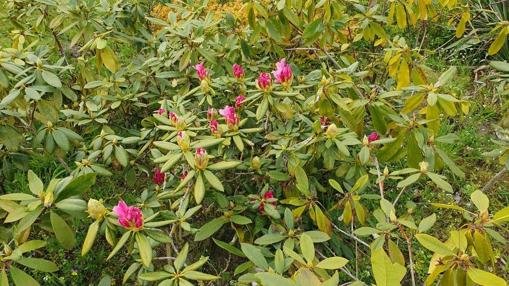 planten: Rozen, Yucca, Hibiscus, Rododendrons en meer, Ophalen, Overige soorten, Halfschaduw