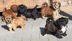 Prachtige gezonde havanezer pups met stamboom