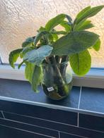 Brugmansia 'Savannah' stekken - Engelentrompet, Overige soorten, Volle zon, Vaste plant, Ophalen of Verzenden