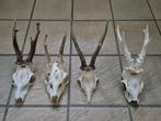 4 ree schedels met gewei samen €24 overkapping landelijk hut, Ophalen of Verzenden, Gebruikt, Hert, Gewei of Kop