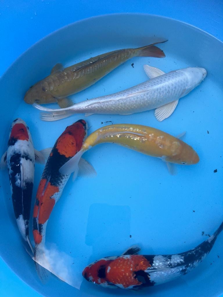 Koi Karpers, Karper of Koi