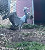 Jufferkraanvogel vrouw 2025, Dieren en Toebehoren, Vrouwelijk, Geringd