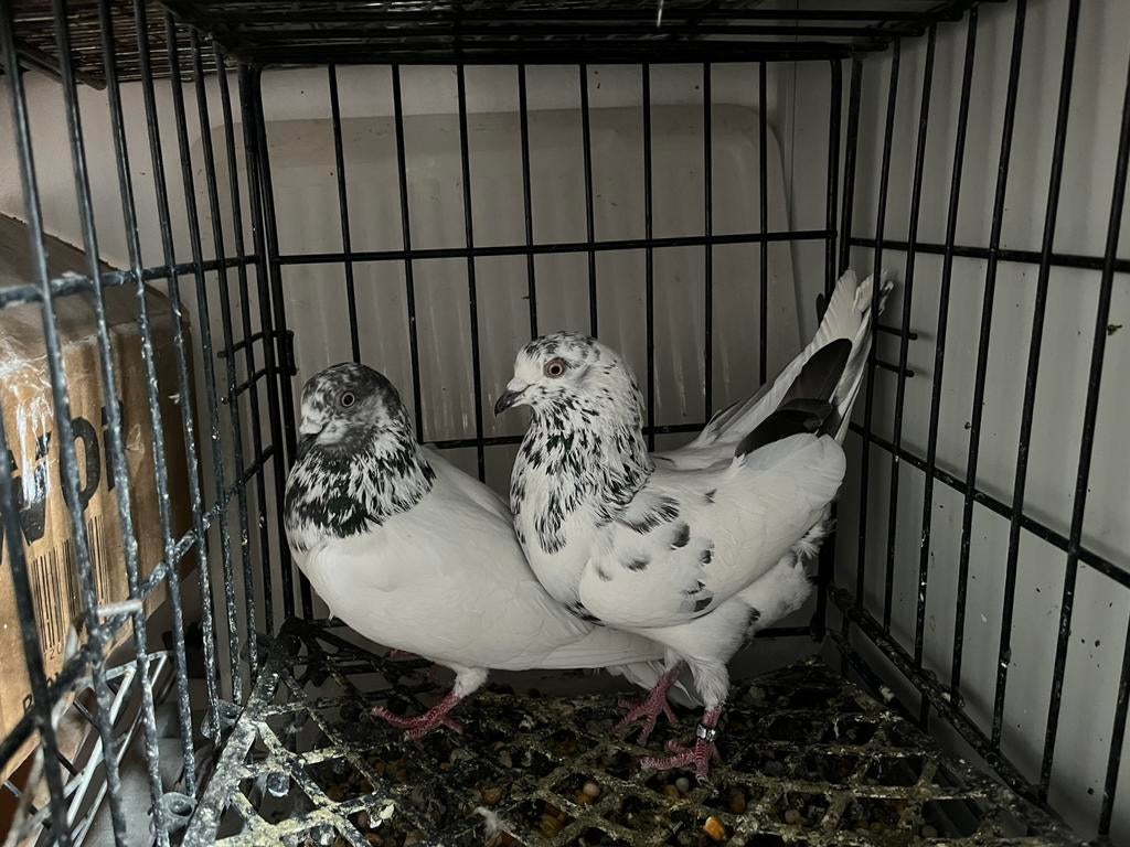 Duif Pakistaanse, Dieren en Toebehoren, Vrouwelijk, Kropper